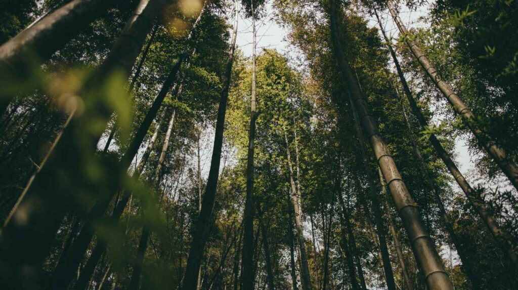 פתרונות במבוק